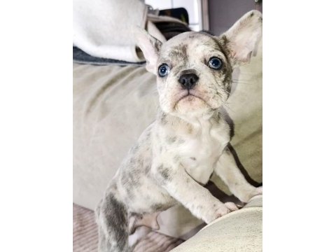 French bulldog yavrularımız ırk garantilidir a kalite