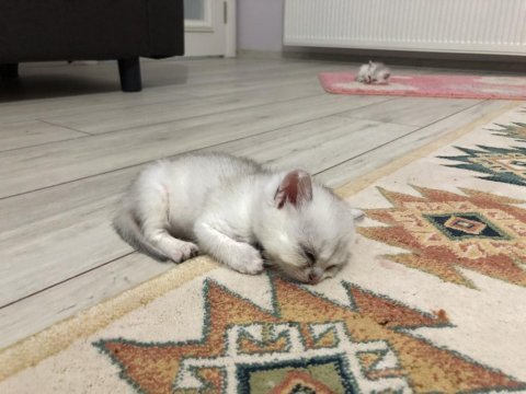 Straight dişi erkek kediler 2 aylık