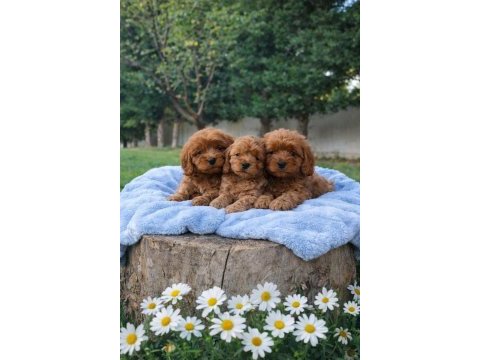 Çok kıymetli cavapoo bebekler