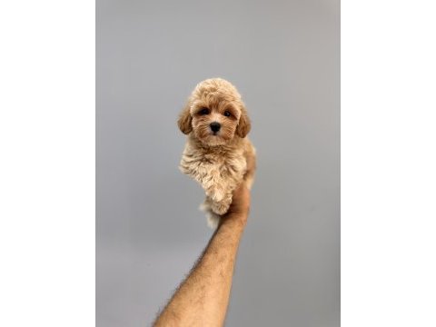 Üst düzey maltipoo yavrularımız