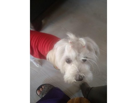 Güzeller güzeli maltese lilami sahiplendiriyorum