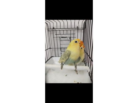 Temiz kafa orjinal parbulu cennetler