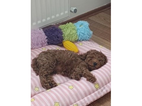 Toy poodle 2 aylık köpeğimiz