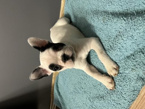 Safkan yüksek kalite french bulldog yavrularımız