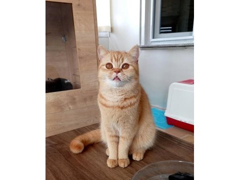 4 yaşında british shorthair dişi kısır kediler