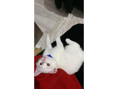 Cins ankara kedisi