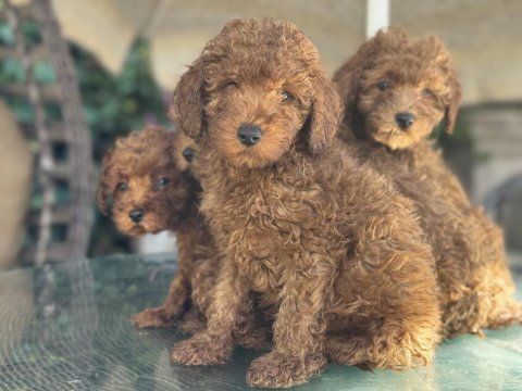 Yasal ruhsatlı çiftlikde ziyarete açık toy poodle