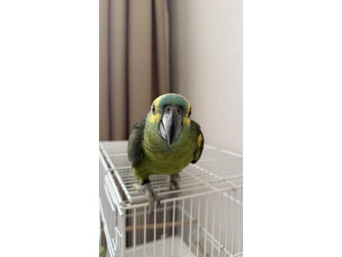 Yavru blue front amazon papağanı