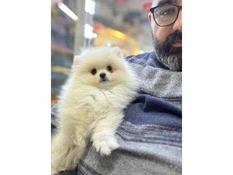 Spitz günü gelen aşıları yapılmıştır
