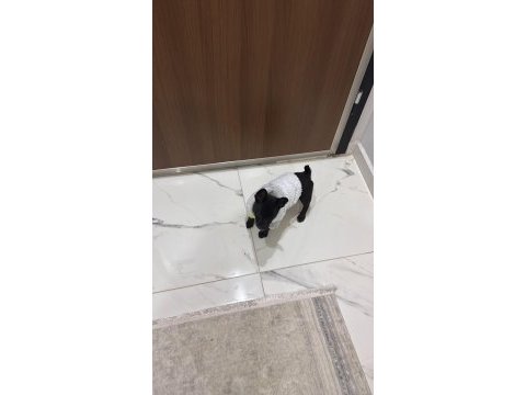 Elma kafa 5 aylık gerçek 0 numara chihuahua