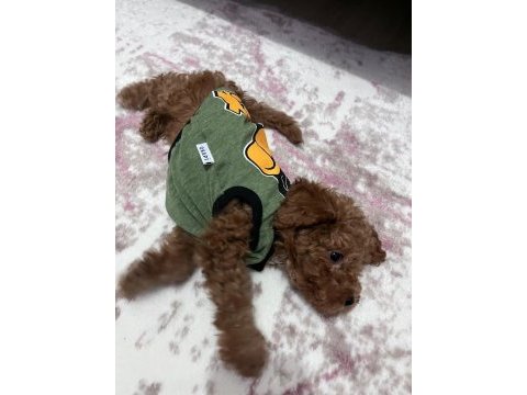 3 aylık toy poodle erkek aşıları tam
