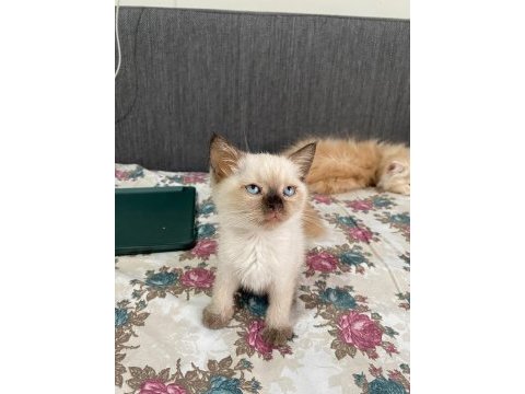 British shorthair güzelime yuva