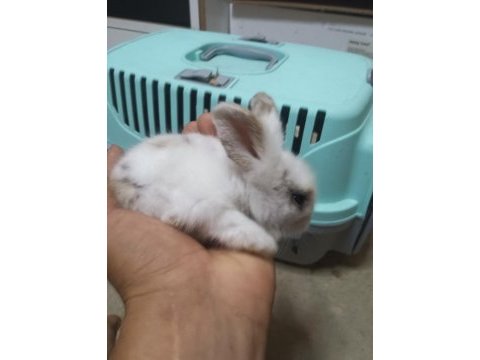Yavru teddy hollanda lop tavşanı