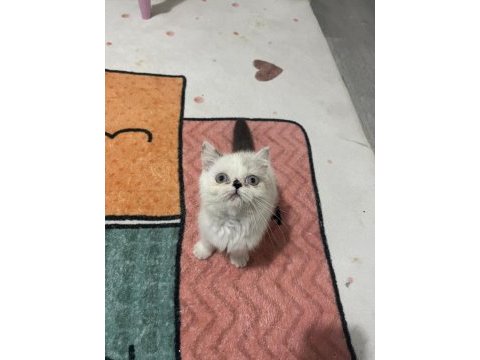 Exotic shorthair safkan