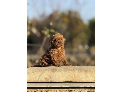 Aşılı çiş eğitimli orjinal toy poodle bebekler 