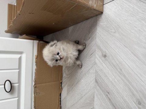 Scottish fold lilak longhair disi