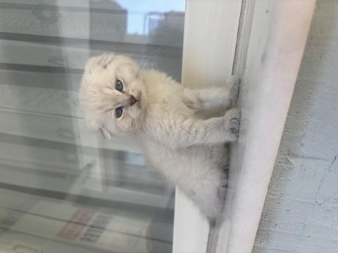 British shorthair silver point yavrular
