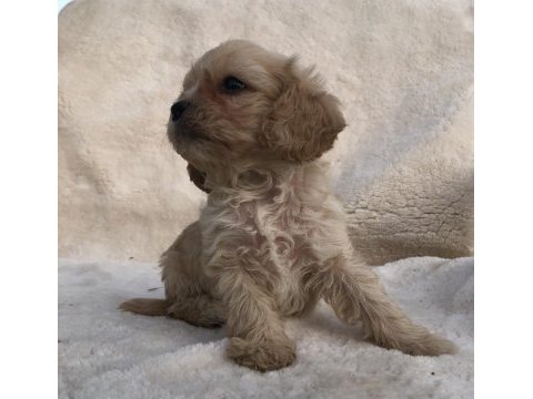 Tüy dökmez koku yapmaz cavapoo yavrular