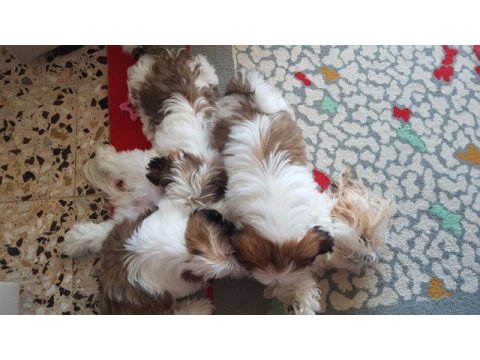 Orjinal saf kan shih tzu şitsu