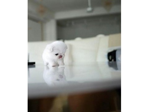 Kore maltese köpeklerimiz gelmiştir