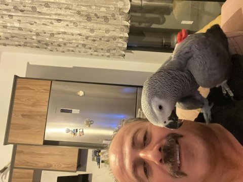 Jako papağanı konuşuyor ele geliyor