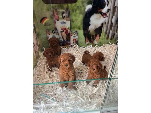 Show cllas red brwon toy poodle yavrular