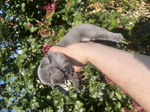 Rezerve iptali son kalan dişi french bulldog yavru