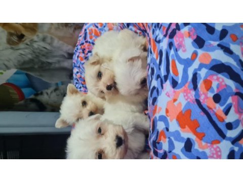 2 aylık dişi ve erkek köpekler
