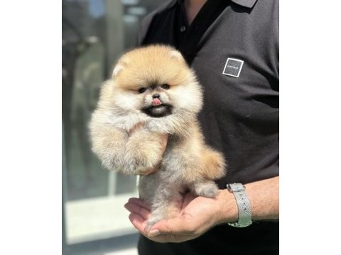 Teddy pomeranian prenses