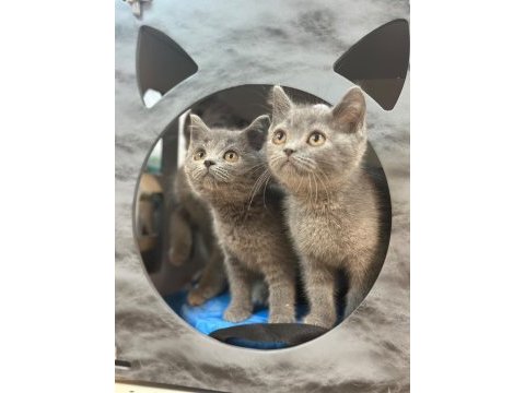 British shorthair yavruları