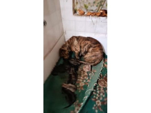 Safkan amerikan tiger presa canario