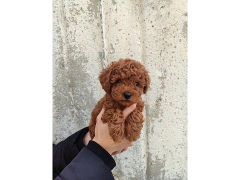 Tatlı toy poodle bebeklerim