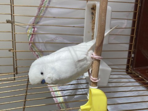 Erkek albino muhabbet eşe hazır