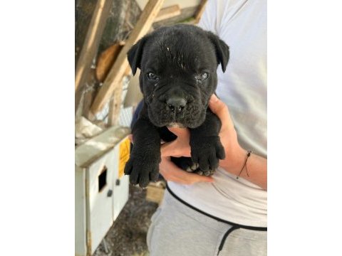 4 nisan doğumlu cane corso anne baba secereli