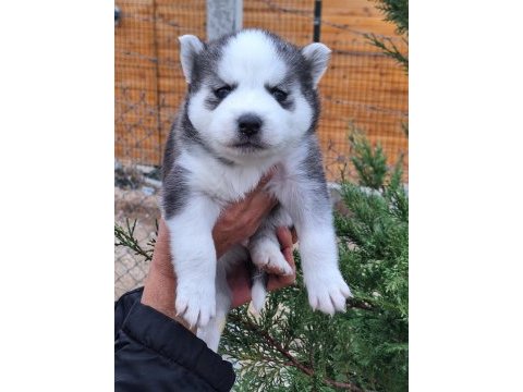 Safkan a kalite husky yavrular
