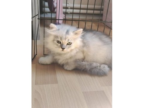 Çok akıllı uslu british longhair yavrularımız