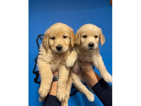 Küt burun golden retriever yavrularımız