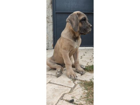 Dev dişi aslan cane corso