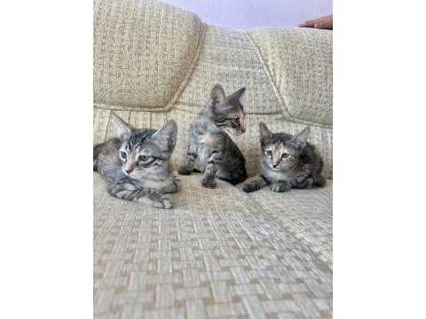Siyam kedisi ile tekir melezi yavrular
