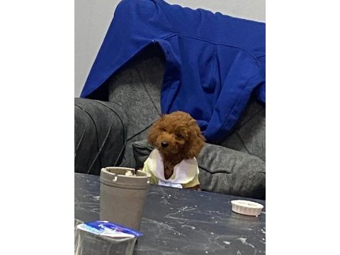 0 numara red toy poodle yavru