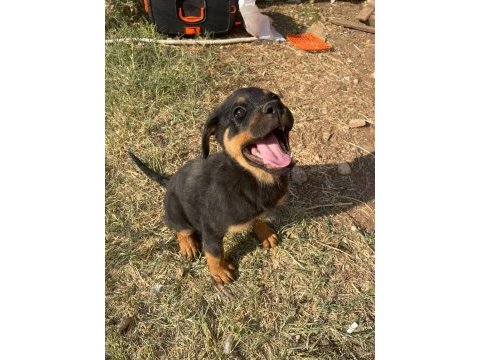 Erkek koca kafa rottweiler yavru