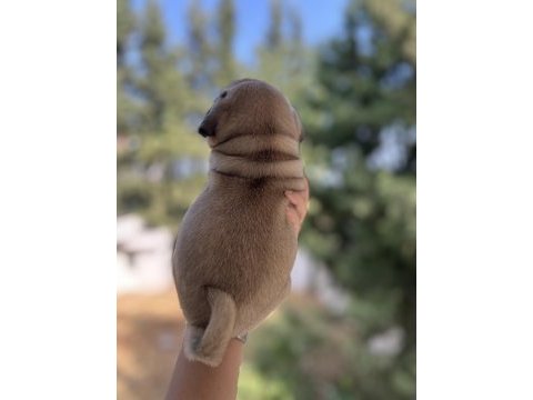 A kalite pug mops bebeğim
