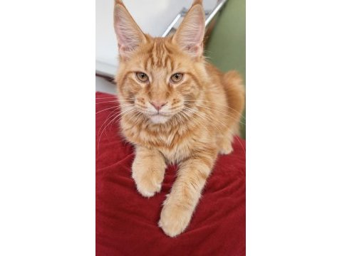 Maine coon red tabby erkek