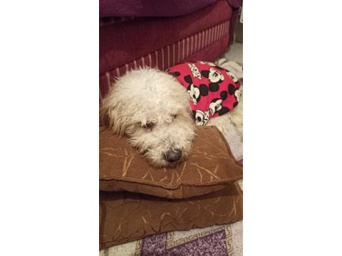 Canım terrier oğlum yeni ailesini arıyor acil