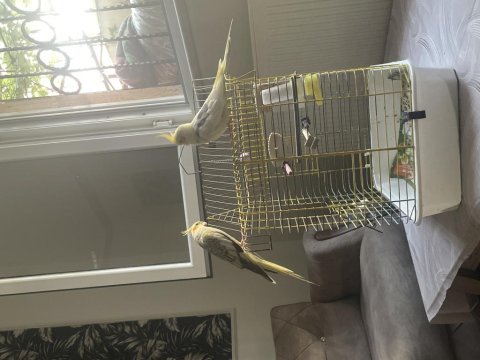 Kuşlarımız nargile ile takas olur