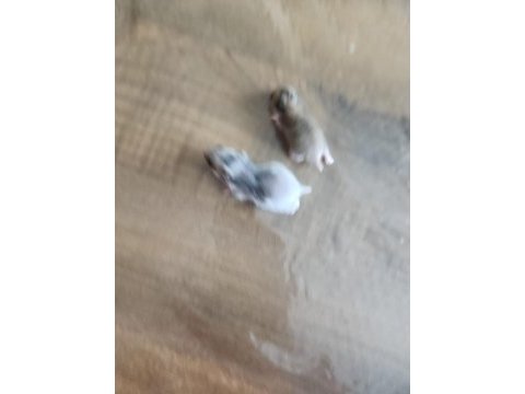 2 mayıs ve 5 mayıs hamsterlarımız sahiplendirilecektir