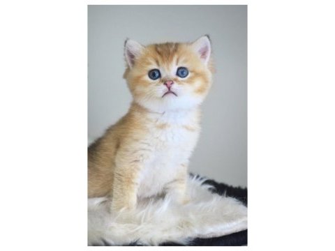 Ny12 golden british shorthair yavrular