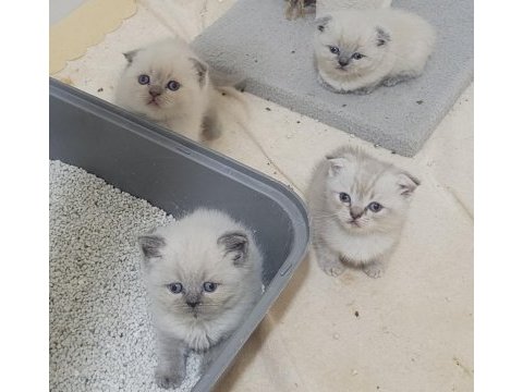 Scottish fold british shorthair blue point bebekler