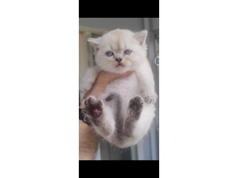 British shorthair kedisi