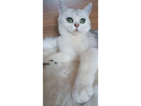 2 yaşında dişi british shorthair